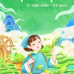 Banner of tea hill and girl picking tea đồi chè hái chè cô gái trà