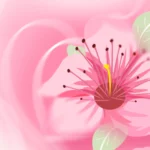 Pink flower background hoa màu hồng