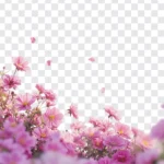 Spring flower photo with transparent background Ảnh hoa mùa xuân nền trong suốt