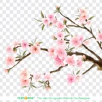 Png hình vẽ hoa đào nền trong suốt 29122025