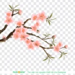 Png hình vẽ hoa đào nền trong suốt 29122025a
