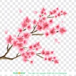 Png hình vẽ hoa đào nền trong suốt 29122025b