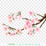 Png hình vẽ hoa đào nền trong suốt 29122025c