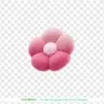 Flower transparent background png bông hoa
