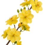 Hoa mai stock photo flower tết 26122025