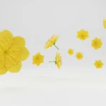 Hoa mai stock photo flower tết 26122025a