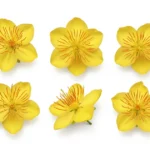 Hoa mai stock photo flower tết 26122025b