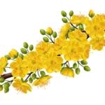 Hoa mai stock photo flower tết 26122025c