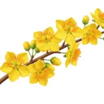 Hoa mai stock photo flower tết 26122025d