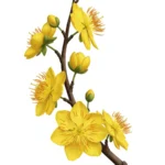 Hoa mai stock photo flower tết 26122025e