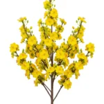 Hoa mai stock photo flower tết 26122025f