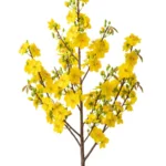 Hoa mai stock photo flower tết 26122025g