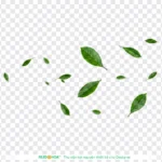 Png chiếc lá nền trong suốt 06012026h