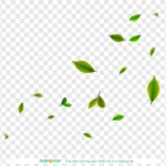 Png chiếc lá nền trong suốt 06012026f
