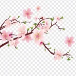 Png hoa đào nền trong suốt 02012026b
