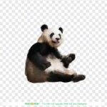 Png gấu trúc nền trong suốt 03012026a