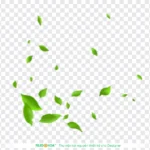 Png chiếc lá nền trong suốt 06012026d