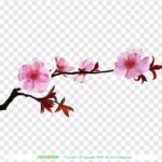 Psd hoa đào tết 03012026