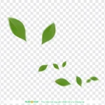 Png chiếc lá nền trong suốt 06012026c