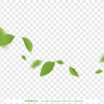 Png chiếc lá nền trong suốt 06012026a