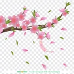 Psd hoa đào tết 03012026a