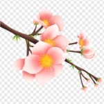 Png hoa đào nền trong suốt 02012026c
