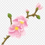 Png hoa đào nền trong suốt 02012026d