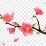 Psd hoa đào nền trong suốt 02012026