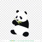 Png gấu trúc nền trong suốt 03012026
