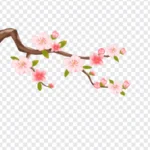 Png hoa đào nền trong suốt 02012026f