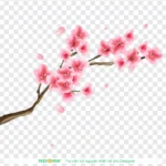 Psd hoa đào tết 03012026b