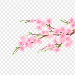 Png hoa đào nền trong suốt 02012026g