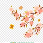 Png hoa đào nền trong suốt 02012026
