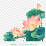 Png hoa sen tách nền trong suốt lotus flower separated from transparent background 12012026