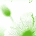 Psd hoa mùa xuân Spring flower 27012026