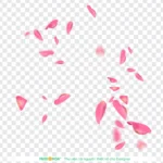 Psd cánh hoa đào nền trong suốt cherry blossom petals with a transparent background 10841