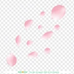 Psd cánh hoa đào nền trong suốt cherry blossom petals with a transparent background 10850
