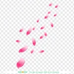 Psd cánh hoa đào nền trong suốt cherry blossom petals with a transparent background 10859