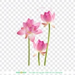 Png hoa sen nền trong suốt lotus flower with transparent background 14058