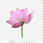 Png hoa sen nền trong suốt lotus flower with transparent background 14061