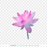 Png hoa sen nền trong suốt lotus flower with transparent background 14064