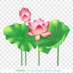 Png hoa sen nền trong suốt lotus flower with transparent background 14067