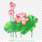 Png hoa sen nền trong suốt lotus flower with transparent background 14070