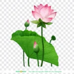 Png hoa sen nền trong suốt lotus flower with transparent background 14073