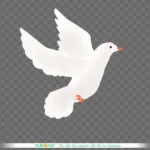Png chim bồ câu trắng nền trong suốt white dove on a transparent background 14146