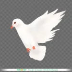 Png chim bồ câu trắng nền trong suốt white dove on a transparent background 14149