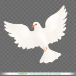 Png chim bồ câu trắng nền trong suốt white dove on a transparent background 14152