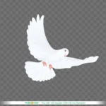 Png chim bồ câu trắng nền trong suốt white dove on a transparent background 14155