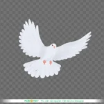 Png chim bồ câu trắng nền trong suốt white dove on a transparent background 14158