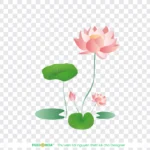 Png hoa sen nền trong suốt lotus flower with transparent background 14076